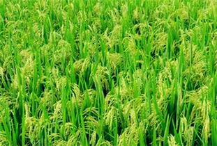 全國各個地區主要農作物大盤點