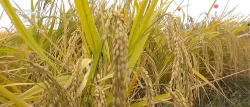 改造成生 金 鹽堿地 我國有2億多畝鹽堿地有改良成農(nóng)田潛力