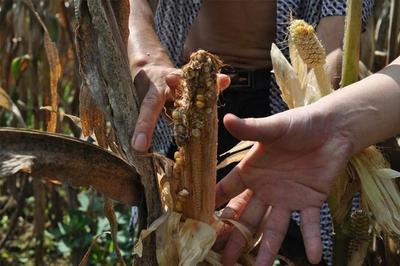 農業部:2018年要減少水稻玉米小麥種植面積,糧食產量會減少嗎?